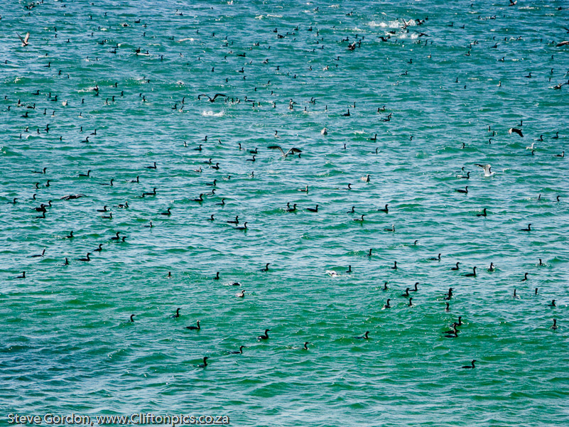 Cormorants en masse